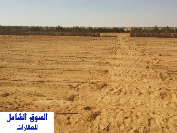 أرض مستصلحة 40 فدان للبيع في السويس في شندورة مرحلة...