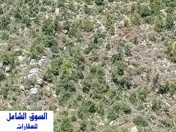 أرض للبيع رأس أسطا منطقة جبيل مساحة الأرض 10150م...