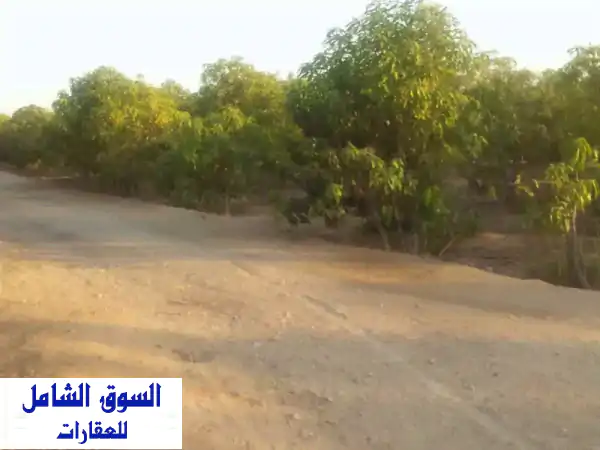 فرصة استثمارية ذهبية: مزرعة مانجو منتجة 15 فدان...