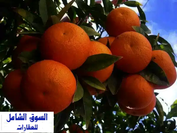 للبيع: 5 فدان أرض زراعية ملك بغرب البستان - النوبارية...