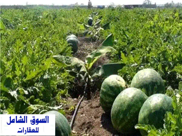 مزرعة 10 فدان للبيع: استثمار زراعي مربح (بطيخ...