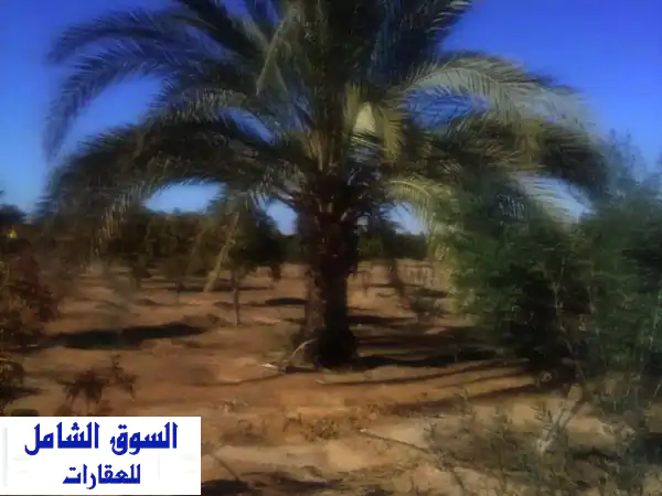 مزرعة خمسة فدان مانجو عمر 15 عام للبيع في قرية الشباب الوطني بشندوره السويس المرحلة الأولى، مزروعة ...
