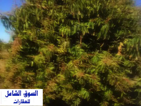 مزرعة خمسة فدان مانجو عمر 15 عام للبيع في قرية...