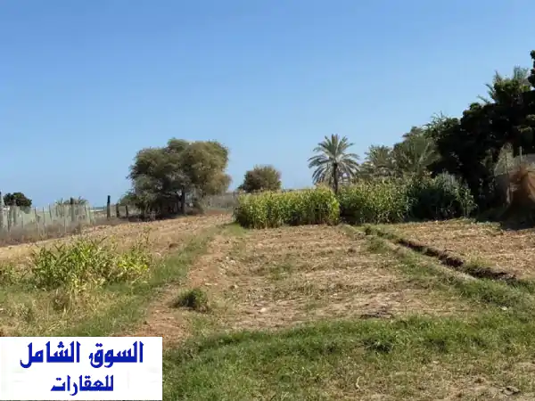 فرصة ذهبية بالفجيرة: مزرعة جاهزة للبيع 105 ألف قدم | بيت، مسبح، وزراعة فاخرة | موقع استراتيجي مقابل المينا