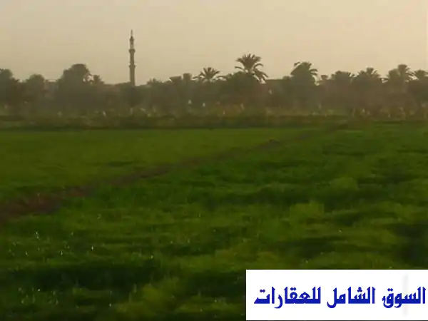 فرصة استثمارية ذهبية: أرض زراعية طينية 72 قيراط للإيجار بطامية الفيوم - على ترعة مباشر وكاملة المرافق (مياه، كهرباء، حصة سماد) - مثالية للصوب والمزارع السمكية