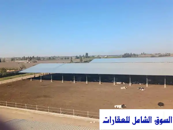 فرصة العمر للمستثمرين: مزرعة إنتاج حيواني وألبان هولشتاين 135 فدان | طريق الإسكندرية الصحراوي للبيع