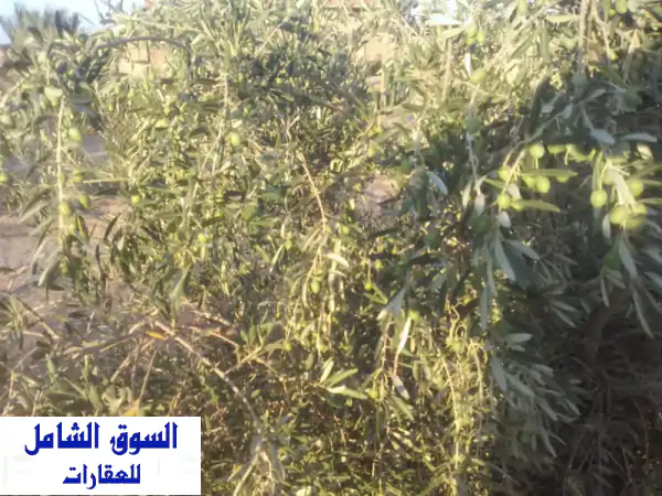 للبيع عشرة فدان زيتون ونبق عماني في السويس، عمر...