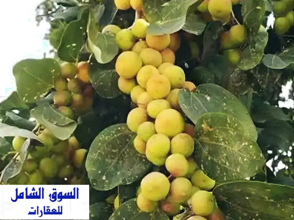 للبيع عشرة فدان زيتون ونبق عماني في السويس، عمر 4 سنوات، جمعية الشباب الوطني مرحلة أولي، ماء (خط ...