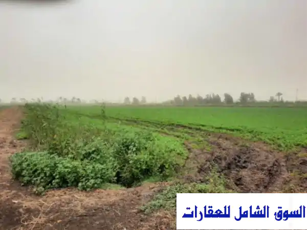 فرصة استثمار زراعي ذهبية: أرض زراعية خصبة 38 فدان للإيجار بدمياط، فارسكور - جاهزة للربح!