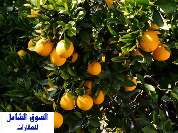 فرصة ذهبية: 675 فدان عقد أزرق ملك | مزرعة برتقال...