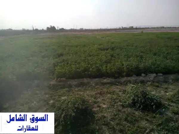مزرعة 10 فدان مانجو وزيتون ومحاصيل زراعية عمر 5...
