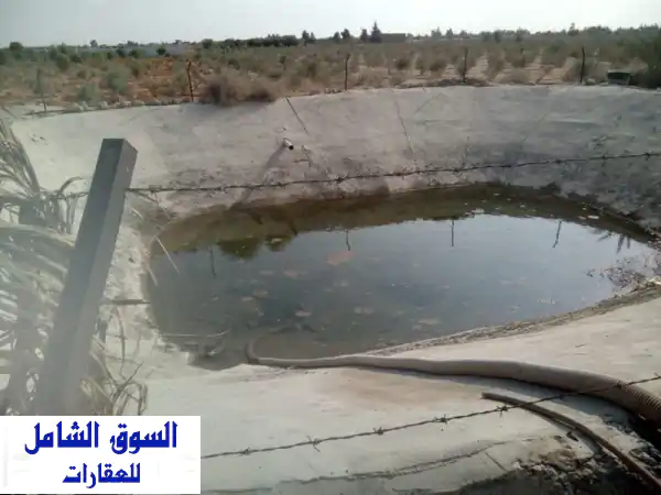 مزرعة 10 فدان مانجو وزيتون ومحاصيل زراعية عمر 5 سنوات للبيع في السويس مرحلة أولى  شندورة، الوصف ...