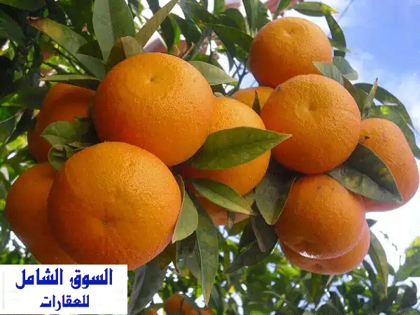 فرصة ذهبية: مزرعة يوستفندي ملك منتجة 5 فدان – الكيلو...