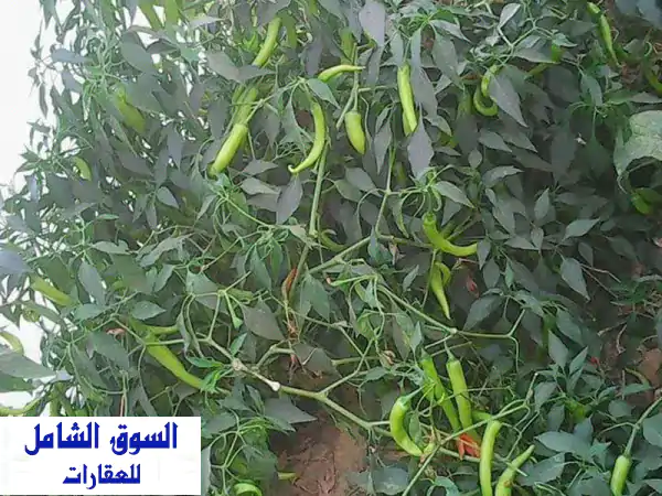 فرصة استثمارية ذهبية: مزرعة 100 فدان على طريق...