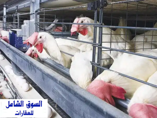 للبيع 5 فدان ملك: مزرعة متكاملة بالكيلو 75 طريق اسكندرية الصحراوي، البحيرة - ري نيلي، كهرباء، ومزرعة دواجن 12 ألف طائر