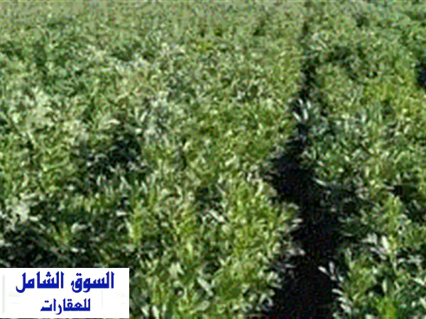 للبيع 5 فدان ملك: مزرعة متكاملة بالكيلو 75 طريق...