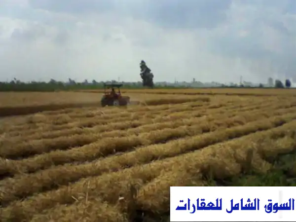 استثمارك يبدأ هنا: أرض زراعية 4 فدان للإيجار/البيع بمنيا القمح، الشرقية - ري وصرف مثالي وموقع استراتيجي