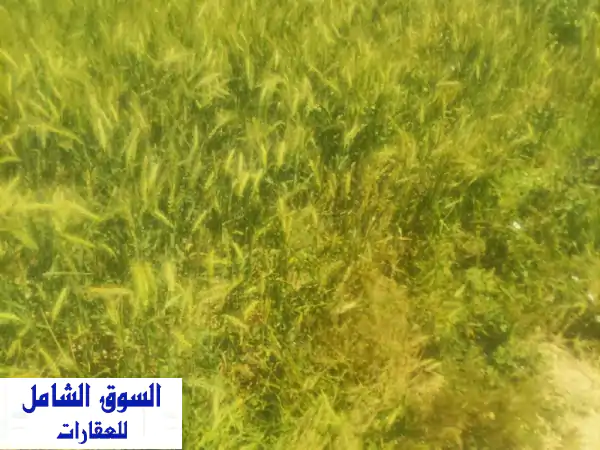 فرصة ذهبية: أرض زراعية ومنزل 4 فدان للبيع ببنـجر السكر، برج العرب | الإسكندرية