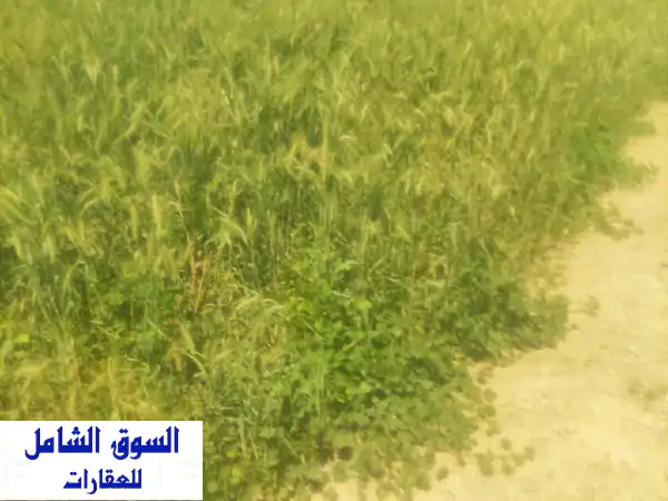 فرصة ذهبية: أرض زراعية ومنزل 4 فدان للبيع ببنـجر...