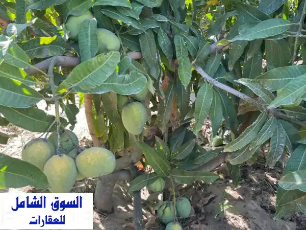 مزرعة خمسة فدان مانجو عمر 8 عام أصناف، مرحلة أولى...