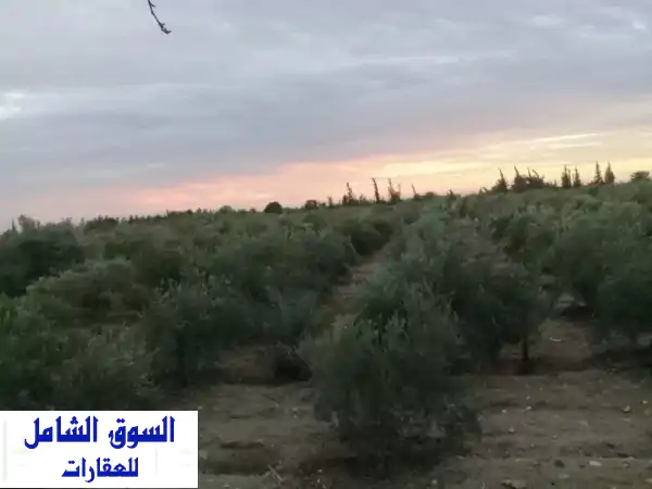 فرصة ذهبية: مزرعة 50 فدان مانجو وزيتون للبيع في السويس...