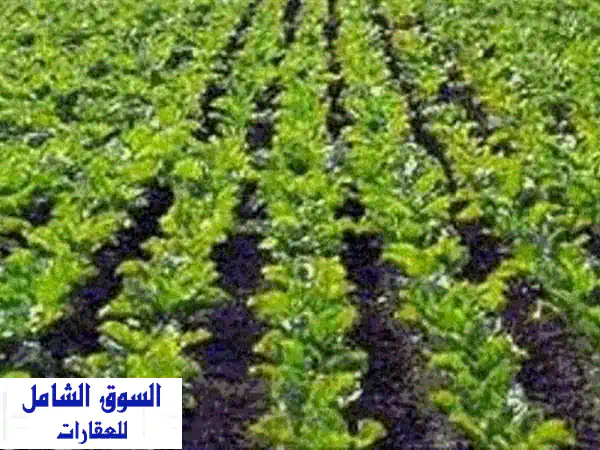 40 فدان للبيع على القناة مباشرة في السويس شندورة 3...