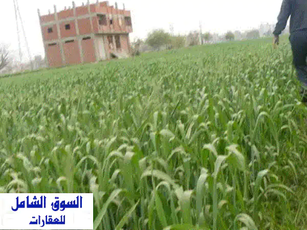 للبيع 3 فدان ملك نهائي. على مشروع ناصر. الكيلو 75...