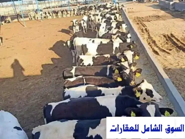 5 فدان بالاسماعيلية بالقرب من الصالحية الجديدة...