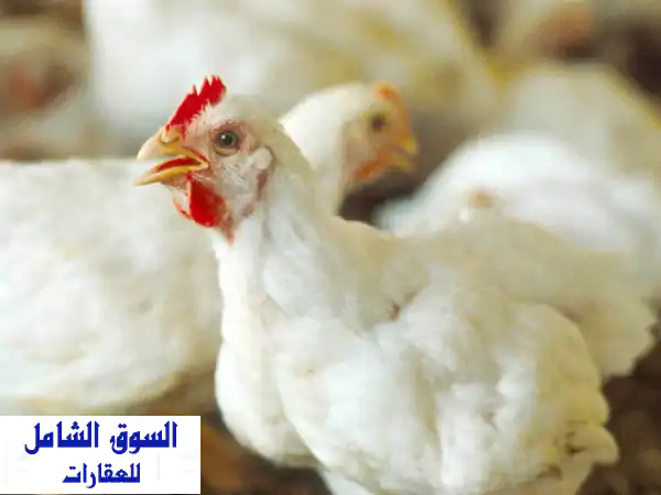 للبيع 3 فدان ملك نهائي. على مشروع ناصر. الكيلو 75 طريق اسكندرية مصر الصحراوي. مزروعة محاصيل، الري ...