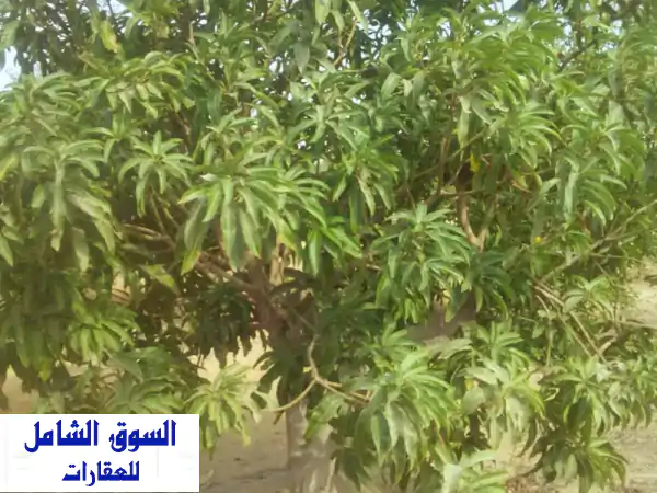 فرصة استثمارية ذهبية: 10 فدان مانجو سكري منتجة...