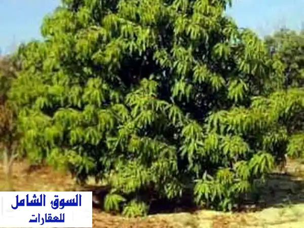 مزرعة فدانين مانجو عمر 10 سنوات ملك حر للبيع في...