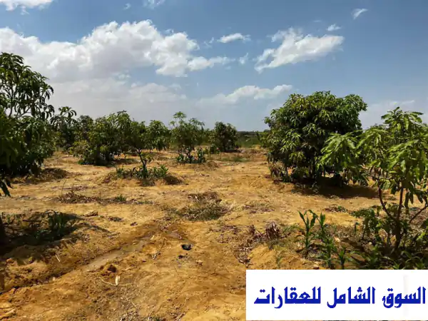 فرصة العمر! أرض زراعية 7.5 فدان مانجو وزيتون...