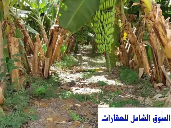 للإيجار مزرعة 40 فدان تربة رملية قريبة جدا من...