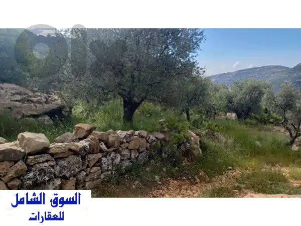 أراضي للبيع في دوما (لبنان): 3 عقارات زراعية متلاصقة، زيتون، إطلالة ساحرة، حق مرور قانوني