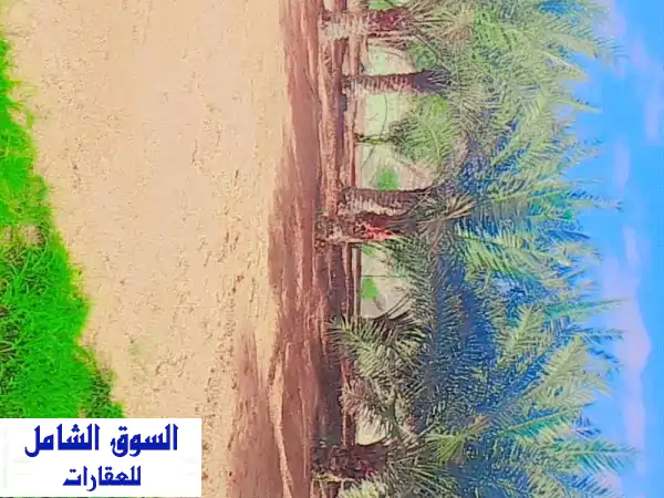 فرصة ذهبية: مزرعة متكاملة للبيع في أم القيوين -...