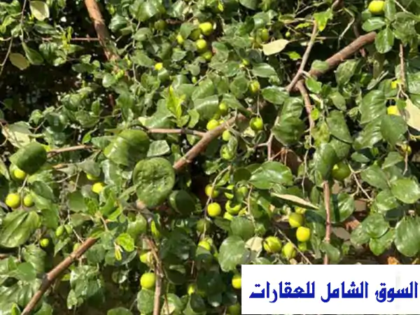 فرصة استثمارية نادرة: مزرعة متكاملة فاخرة للبيع...