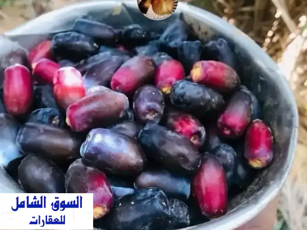 للإيجار عمارة في المهبولة، 28 شقة، 3 غرف، 2 حمام،...