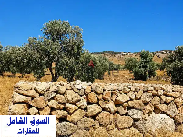ارض للبيع في جرش عتيبه مشجرة بالكامل زيتون