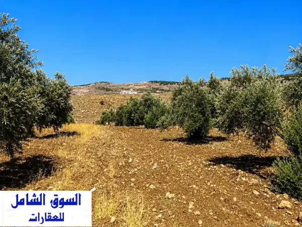 ارض للبيع في جرش عتيبه مشجرة بالكامل زيتون