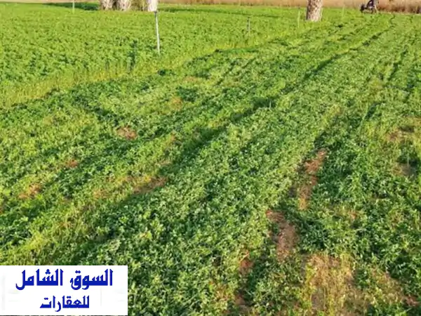 فرصة استثمارية وتجارية استثنائية  أرض زراعية...