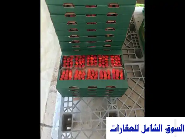 للإيجار مزرعة 20 فدان على طريق مصر اسكندرية الصحراوي...