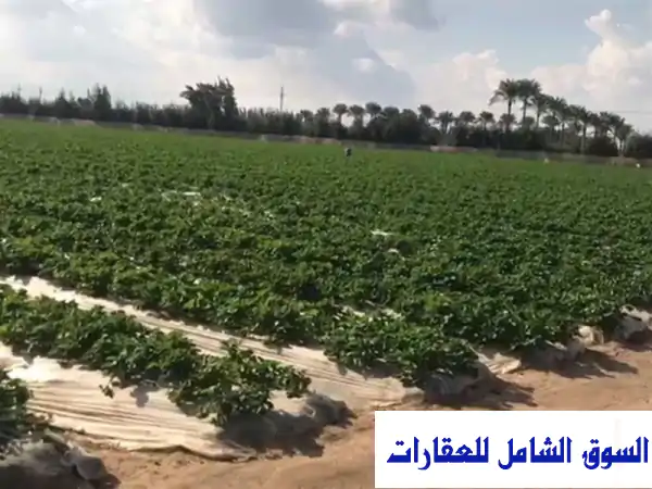 للإيجار مزرعة 20 فدان على طريق مصر اسكندرية الصحراوي في الاسكندرية الجيزة