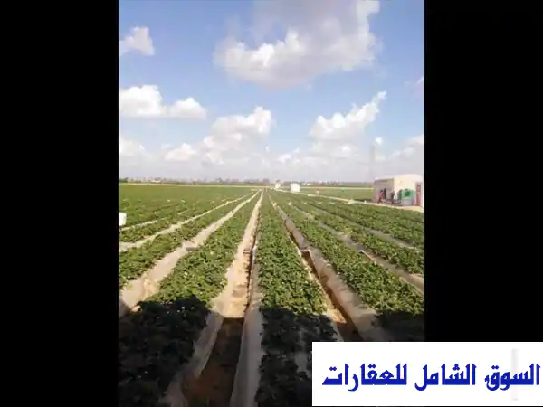 مزرعة 20 فدان للإيجار بمركز بدر جمعية العروبة في طريق مصر الاسكندرية الصحراوي الجيزة