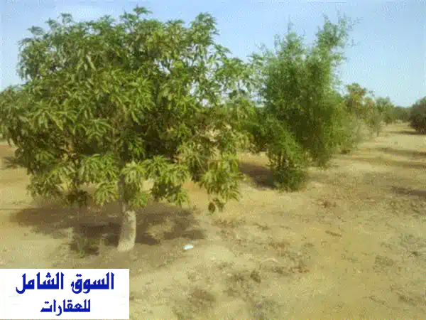 للبيع عشرة فدان مانجو، اعمار من 8 12 عام في...