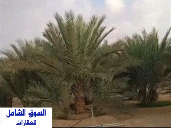 للبيع مزرعة في مدينة العين، منطقة العراد. المساحة 600*600 قدم (حوالي 33000 متر مربع) مسورة بالكامل ...