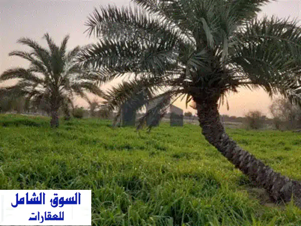 مزرعة للبيع في سويحان  موقع مميز. المساحة 600×600...