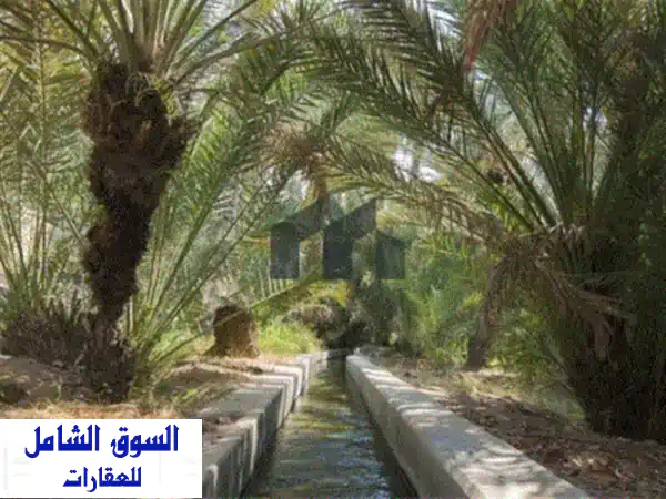 مزرعة للبيع في سويحان  موقع مميز. المساحة 600×600 قدم. تحتوي على 250 نخلة و6 آبار مياه. الأرض ...