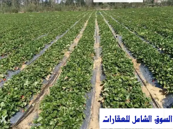 مزرعة للبيع في المنايف الإسماعيلية على بُعد 100 متر من الطريق  تمويل عقاري مدينة