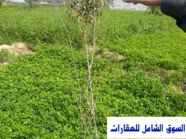مزرعة للبيع في المنايف الإسماعيلية على بُعد 100 متر...