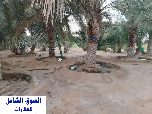 متوفر مزارع للبيع أبو سمرا سويحان العراد سيح حرز...